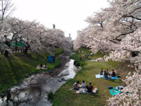 SAKURA 2004