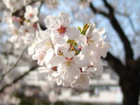 SAKURA 2004