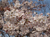 SAKURA 2004