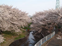 SAKURA 2004