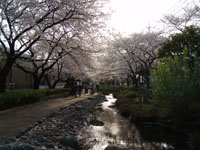 SAKURA 2004