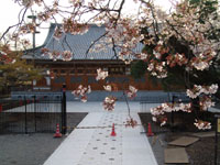 SAKURA 2004