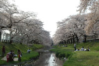 SAKURA 2004