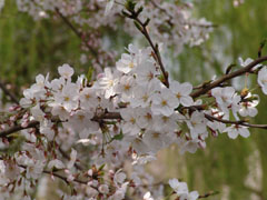 Senzokuike Park