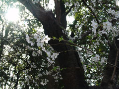 Senzokuike Park