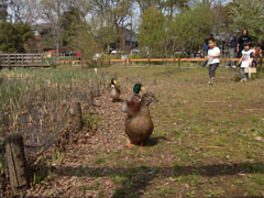 Senzokuike Park