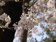 Senzokuike Park